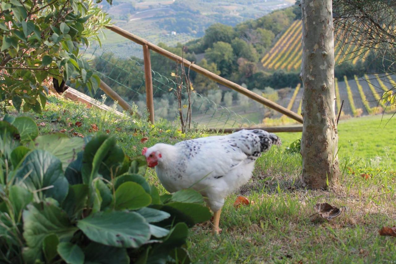 Agriturismo Il Poderuccio Кастильоне-д'Орчия Экстерьер фото